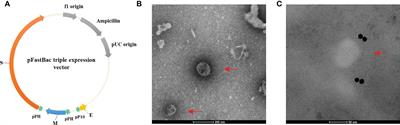 Severe acute respiratory syndrome coronavirus 2 virus-like particles induce dendritic cell maturation and modulate T cell immunity